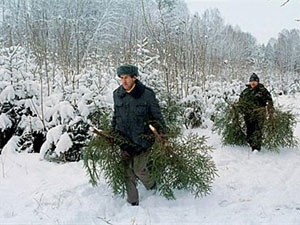 Ели взяли под усиленную охрану