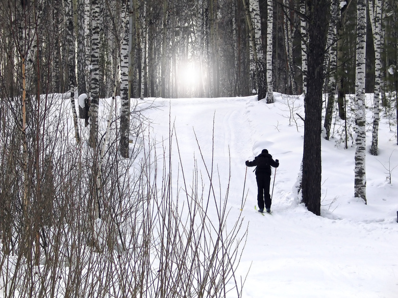 В Стрежевом охотники дежурят на лыжне из-за медведей-шатунов