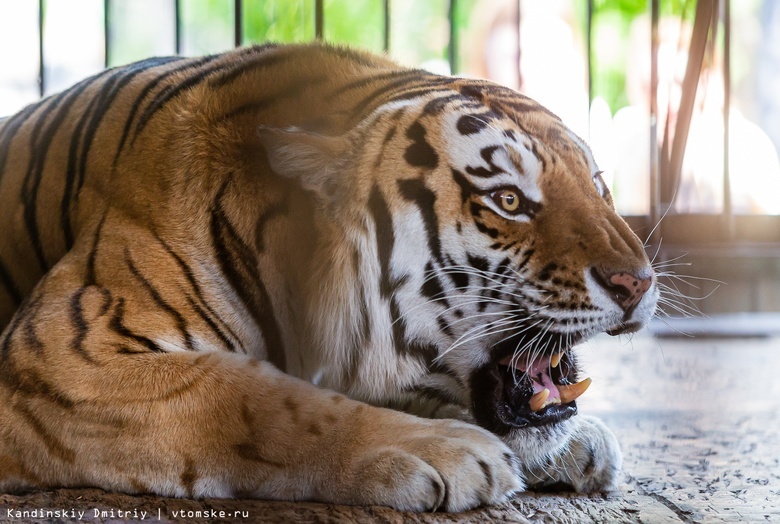 Умер 17-летний тигр Лотос из северского зоопарка