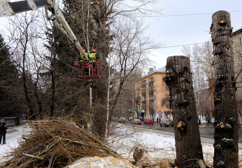 Около 350 аварийных тополей и кленов снесут на проспекте Кирова в Томске
