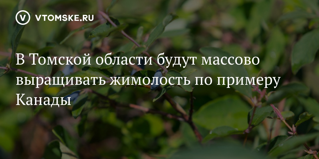 Бакчарский питомник томская область. Бакчарский питомник. Томск Бакчарский питомник. ФГУП «Бакчарское». Томский питомник саженцев Бакчарский.