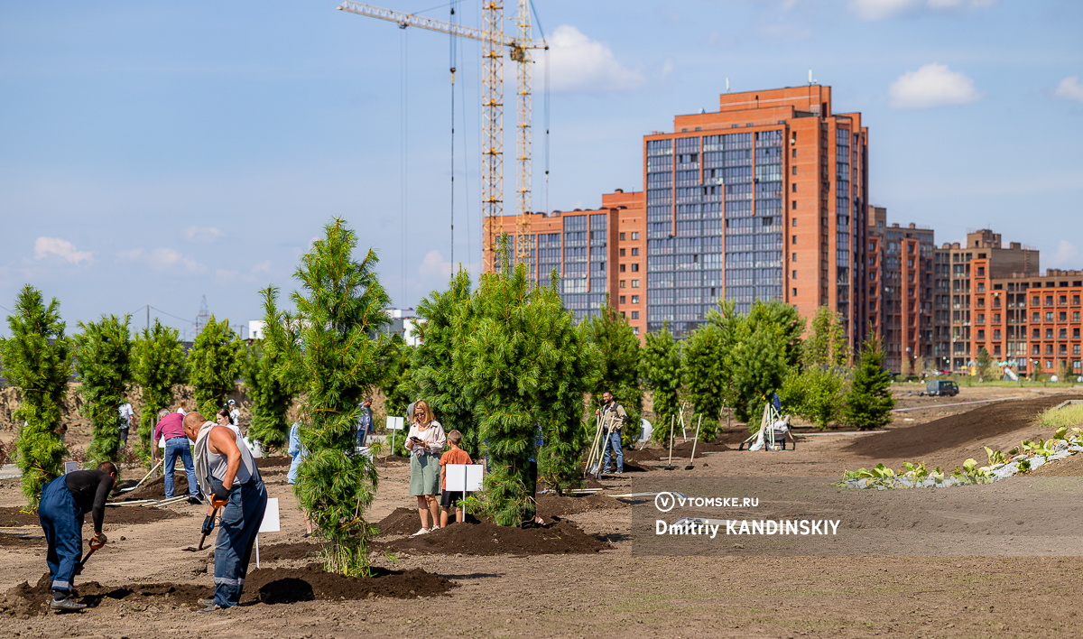 Кедровую аллею высадили в Левобережном Лайф. До конца года в микрорайоне появится большой парк