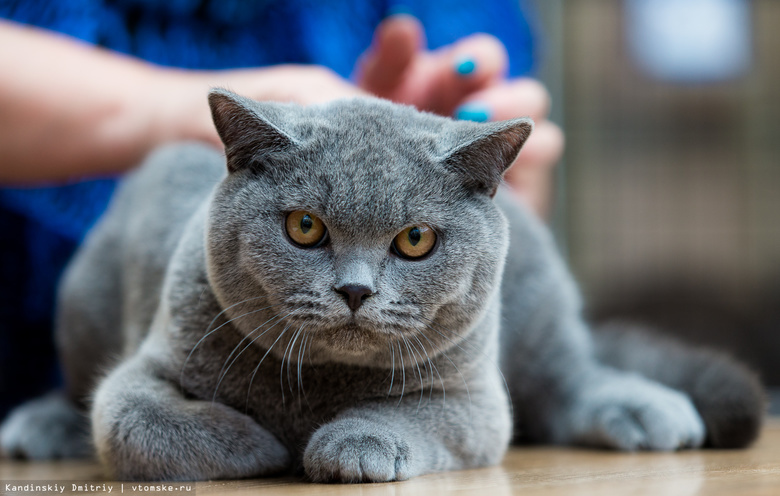 От британцев до мейн-кунов: в Томске открылась выставка «Магия кошек»