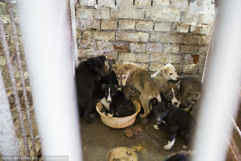 В 2014 году в Томске поймали только 20 процентов бездомных животных