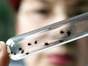 Число заболевших клещевым энцефалитом за сутки увеличилось вдвое