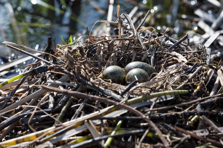 Экологи просят томичей не тревожить гнезда с птенцами