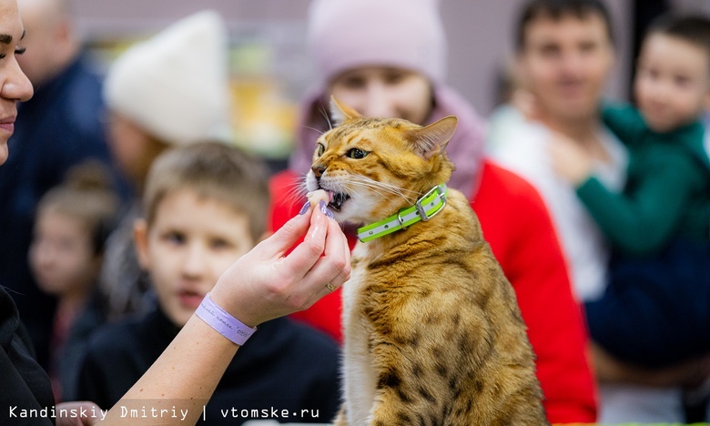 Продажа томских надземников, проблема с домами и выставка кошек: дайджест новостей