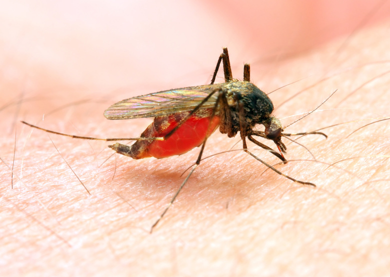 Ученые ТГУ изучают геномы малярийных комаров
