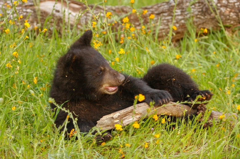 Медвежонка поймали в Лагерном саду Томска