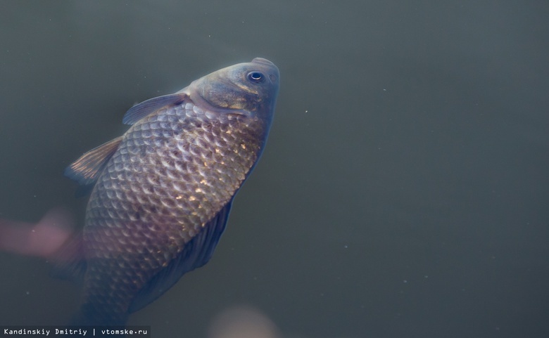 Специалисты выяснили причину гибели рыбы в озере Керепеть