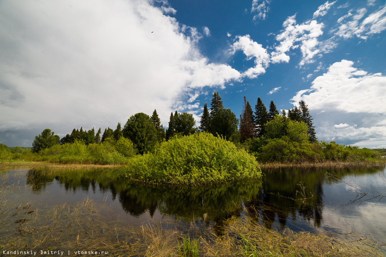 В томские озера выпустили белых амуров и толстолобиков для улучшения качества воды