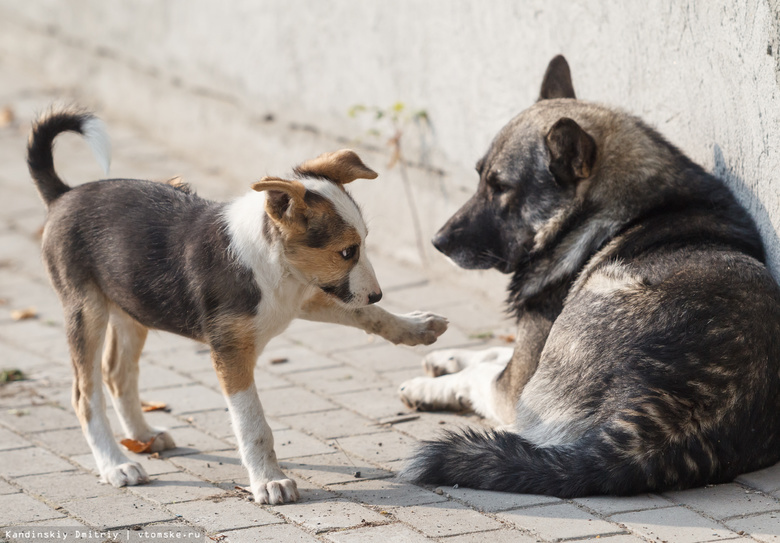 Власти: вопрос с отловом бездомных собак в Томском районе решится в феврале