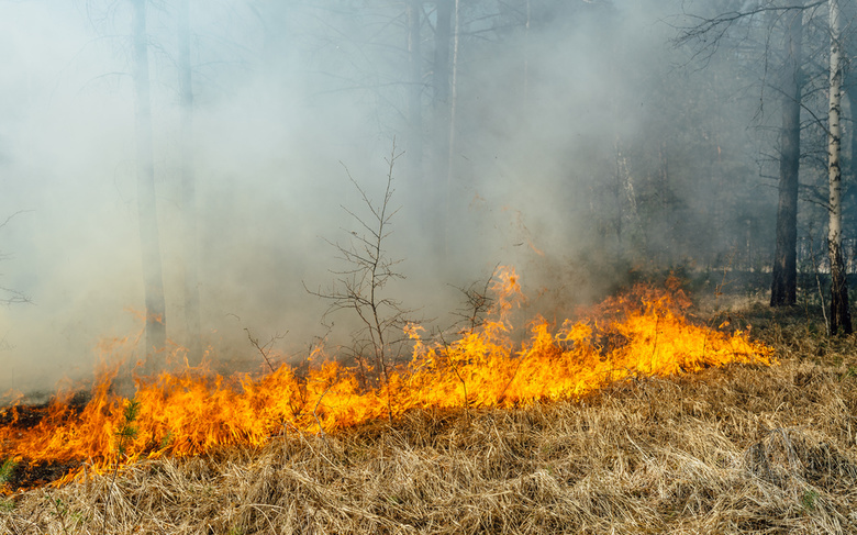 За месяц в Томской области выгорело почти 1,5 тыс гектаров из-за палов