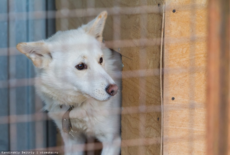 Томская область увеличит финансирование приютов для собак на 5 млн руб