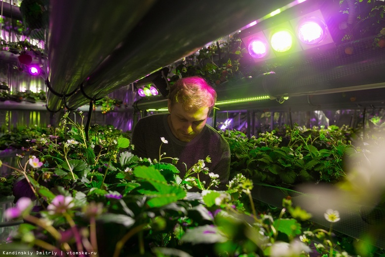 Томские ученые нашли способ защитить растения от стресса