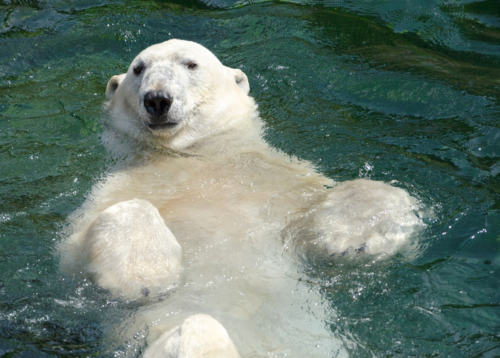 В зоопарке белый медведь открыл купальный сезон