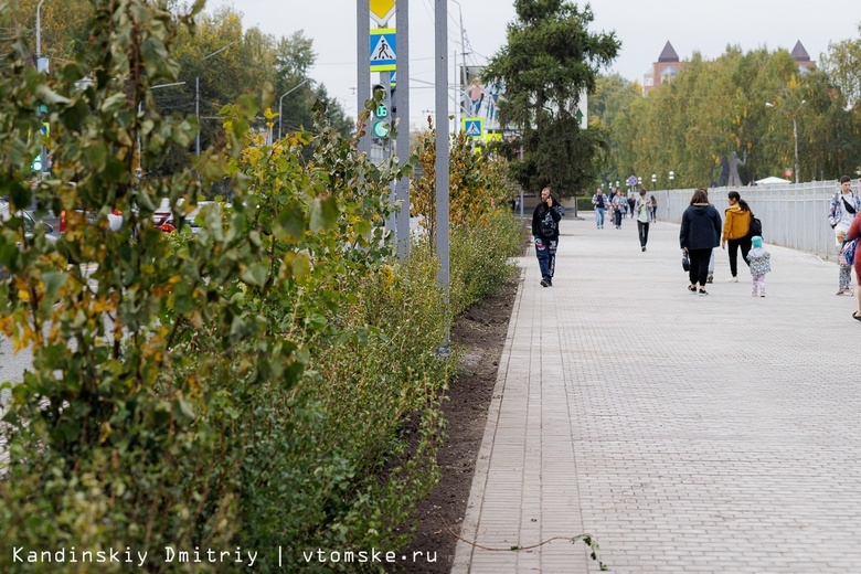 Живую изгородь начали высаживать на ул.Красноармейской