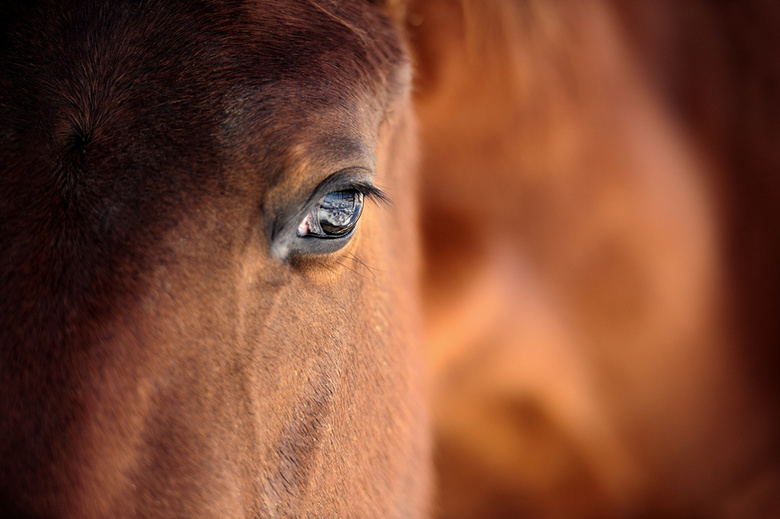 Сельхозпредприятию грозит миллионный штраф за вывоз лошадей в Казахстан