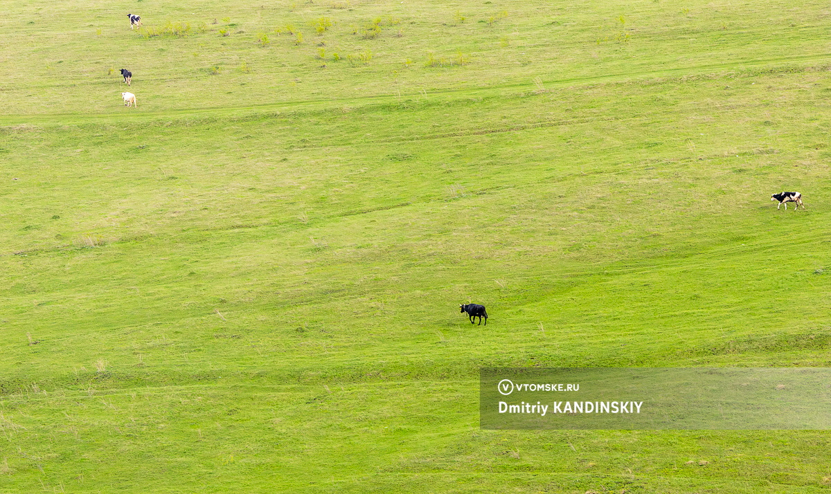 Засуха, дорогое топливо и работа в убыток: томские компании рассказали о реальной ситуации в сельском хозяйстве