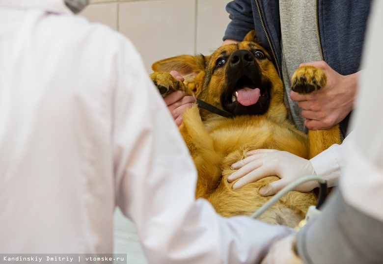Россия планирует зарегистрировать за границей вакцину от COVID-19 для животных