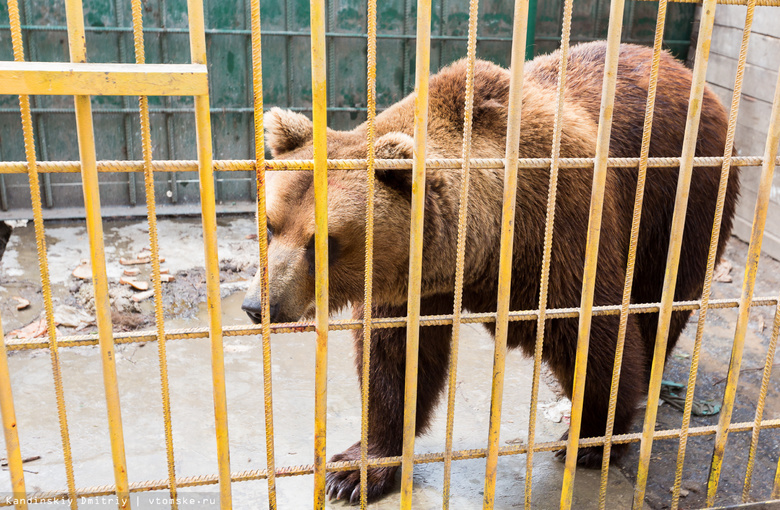 Медведей, живущих при «Гоаре», должны увезти из Томска в течение недели