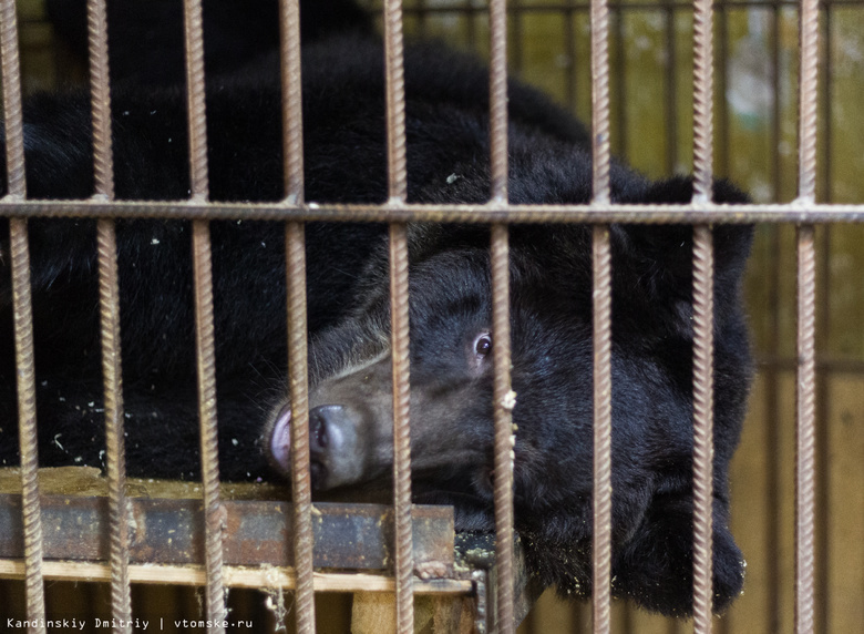 Томичи собрали уже 215 тыс для переезда медведицы из закрытого мини-зоопарка