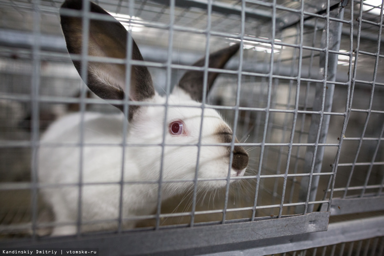 Мясо кроликов с асиновской фермы появится в томских магазинах в сентябре
