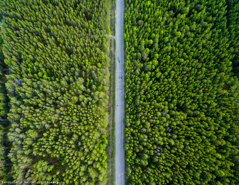 Порядка 29 тыс га леса обработали от шелкопряда в Асиновском районе