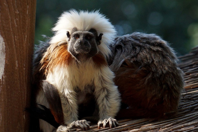 Две южноамериканские обезьяны пополнили северский зоопарк