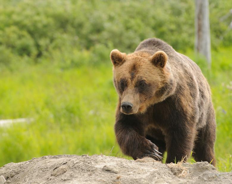 Гендиректор: живущий на промплощадке лось и приходящие медведи не опасны для «СХК»