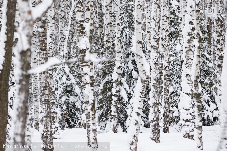 Синоптик: высота снежного покрова в Томске около нормы