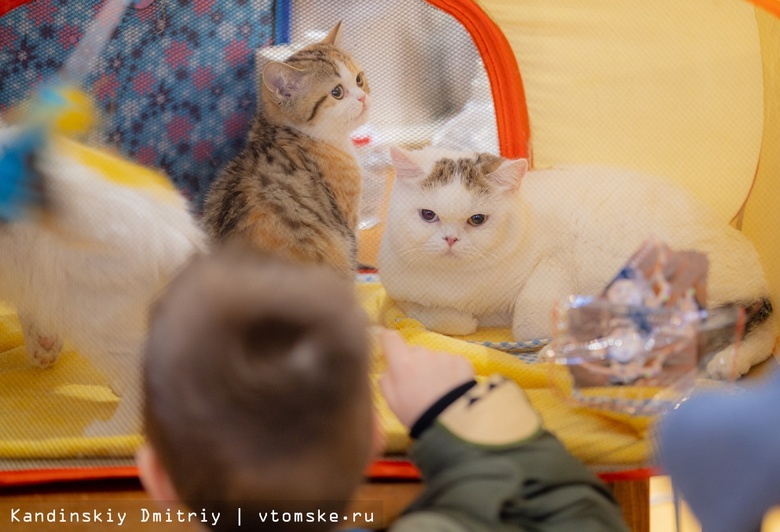 Ярмарка-продажа породистых котят вновь пройдет в Томске