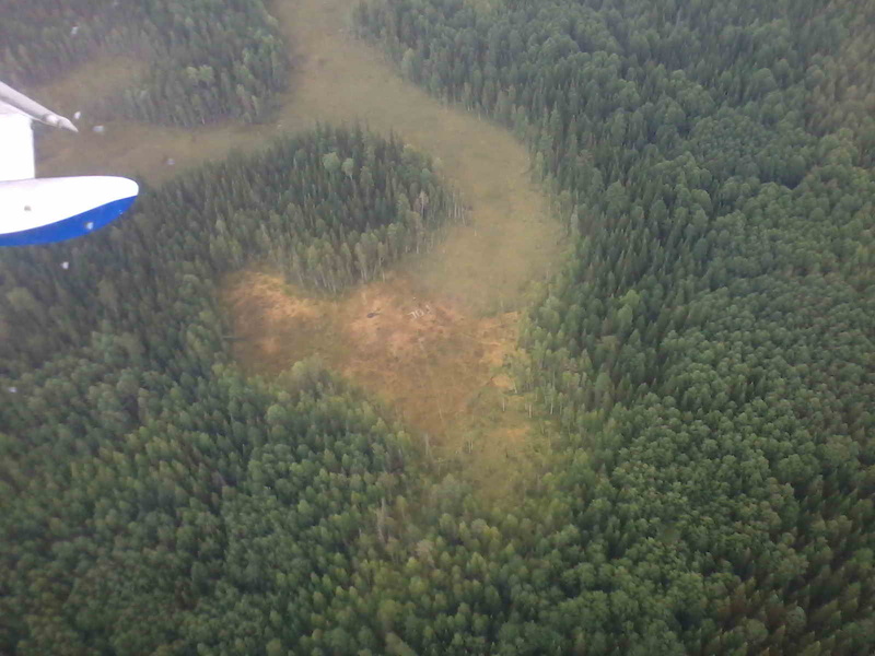 В МЧС рассказали подробности спасения ягодников от лесного пожара (фото)