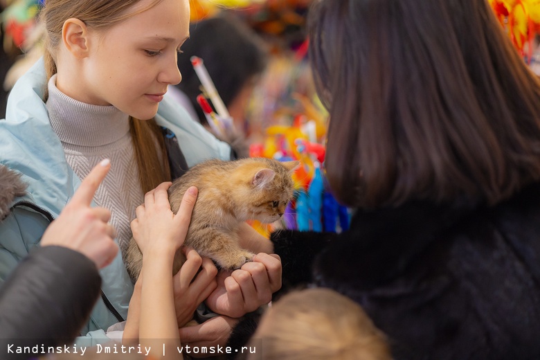 Сибирские кошки, мейн-куны и экзоты: котят разных пород показали томичам на ярмарке