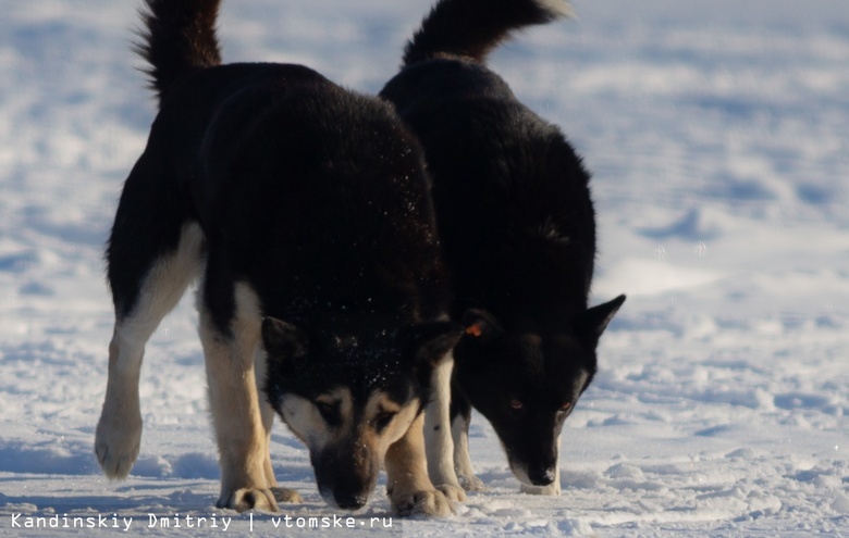 Мэрия Томска хочет расторгнуть контракт с организацией по отлову собак «Верный друг»
