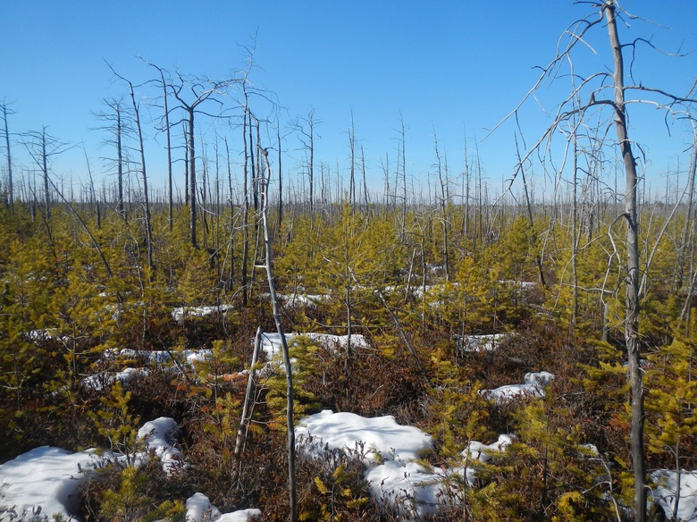 Ученые ТГУ выясняют, почему высыхают и загораются сибирские болота