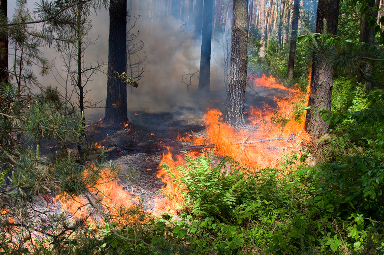 За сутки в регионе обнаружено три новых лесных пожара