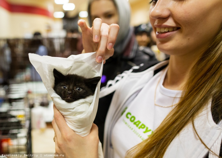 Почти 20 кошек нашли хозяев на томской ярмарке-раздаче