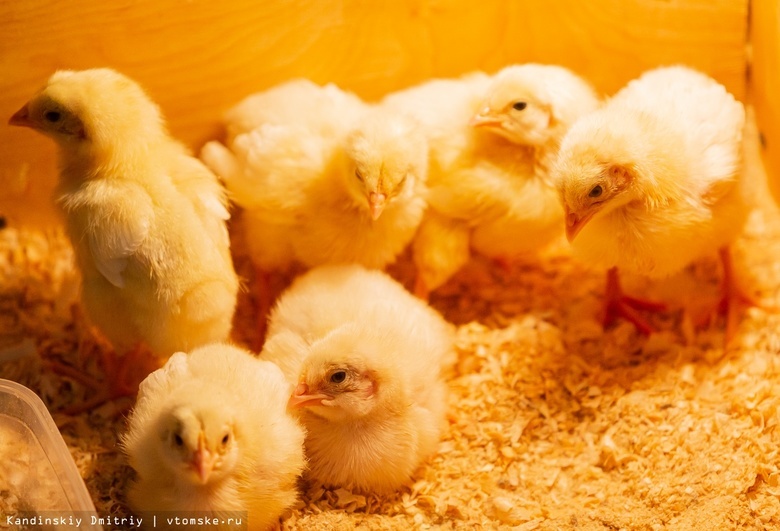 Три тысячи цыплят погибли при пожаре на ферме в Томской области