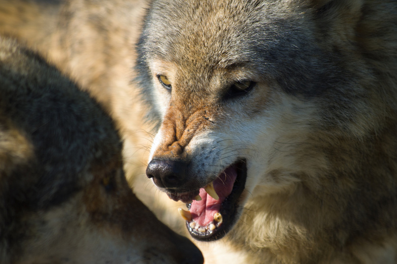 Волки стали появляться у домов в поселках на севере Томской области