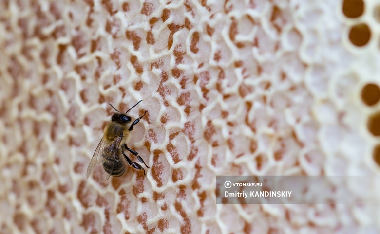 Виновный в гибели пчел на томских пасеках выплатил 9 млн руб ущерба только после ареста его имущества