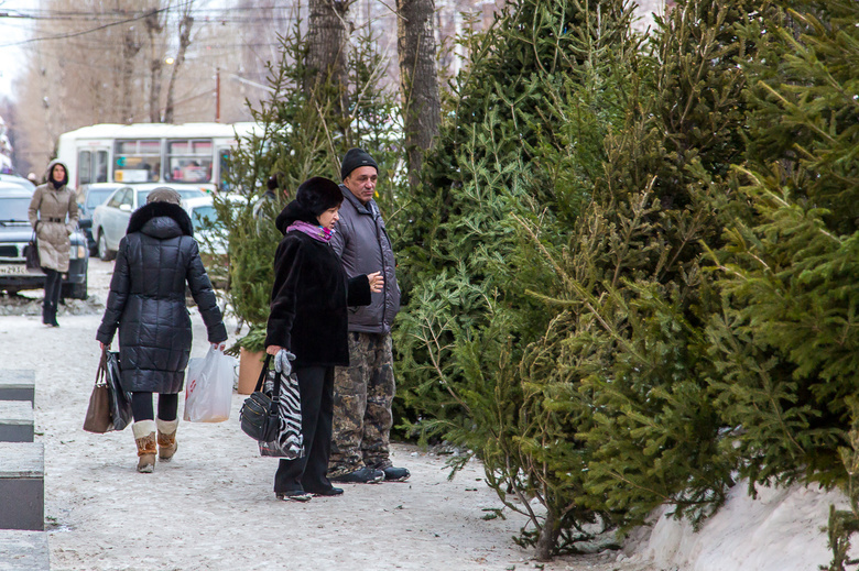 Новогодние елки от томских лесхозов будут стоить от ста рублей