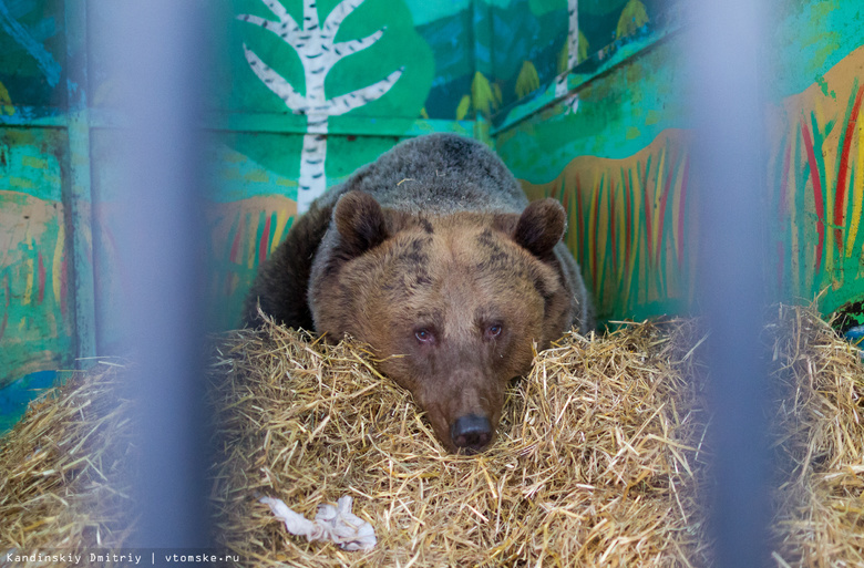 Четверо медвежат родились в передвижном зоопарке в Томске под старый Новый год (фото)
