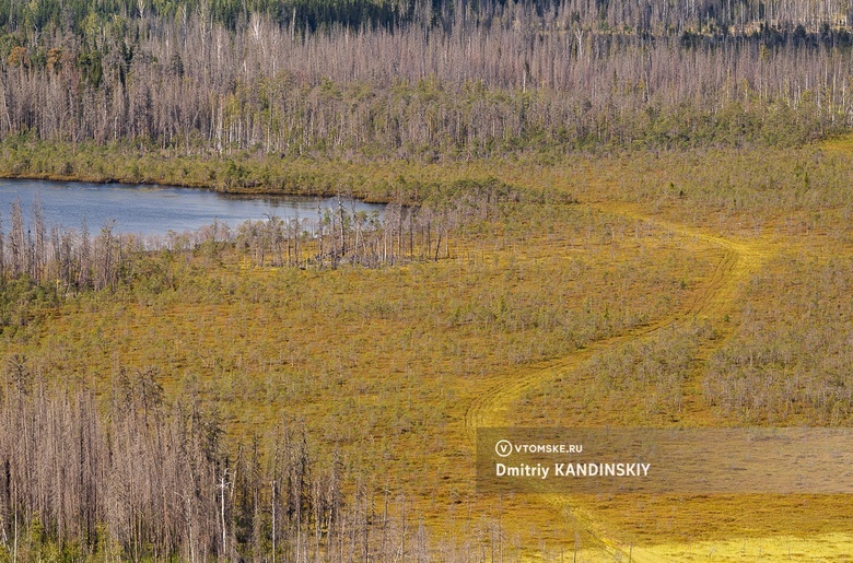 Томские ученые создают рукотворное болото, чтобы сдерживать глобальное потепление