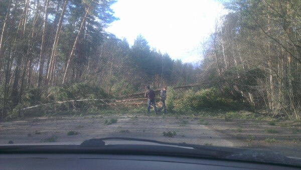 Коммунальные службы убрали поваленные деревья с трассы в Северск