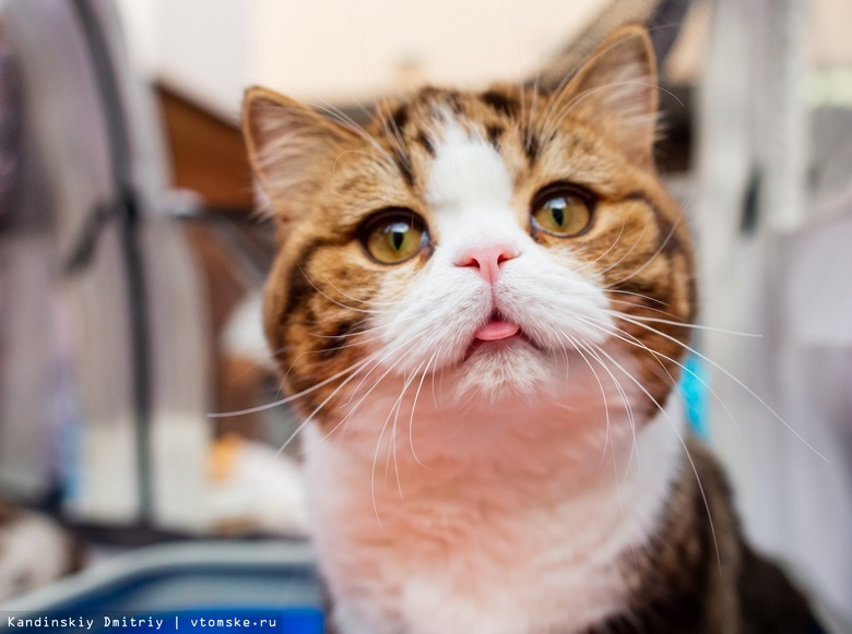 Кот-оборотень, сингапура и милые британцы: кого показали на выставке кошек в Томске