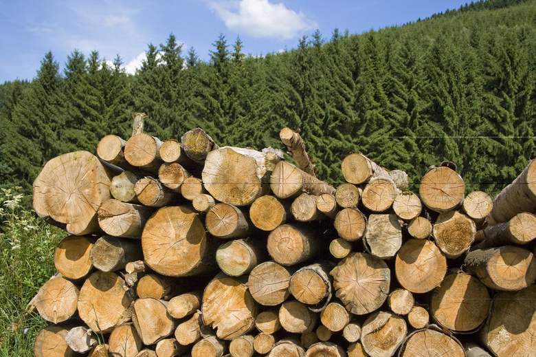 Сотрудников Колпашевского лесничества подозревают в подделке документов на вырубку леса