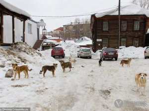 «Спецавтохозяйству» стало некуда передавать бездомных животных