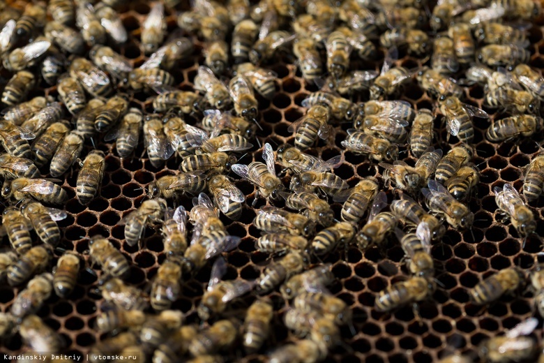 Специалисты отмечают массовую гибель пчел в районах Томской области