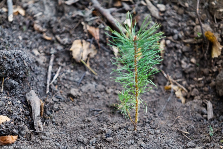Сеянцы кедра будут выращивать под Томском для восстановления леса